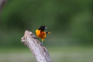 Male Northern Oriole (Icterus galbula)