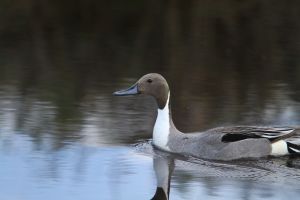 Male Pintail Duck (Anas acuta) by Cathy Cocks