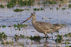 Marbled Godwit (Limosa fedoa) 2
