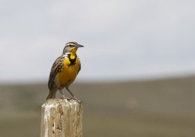 Western Meadowlark (Sturnella neglecta) by Barry Cocks