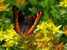 Milbert's Tortoiseshell Butterfly (Aglais milberti), AKA Fire-rim Tortoiseshell