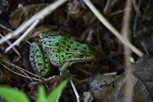 Northern Leopard Frog (Lithobates pipiens or Rana pipiens) by Cathy Cocks