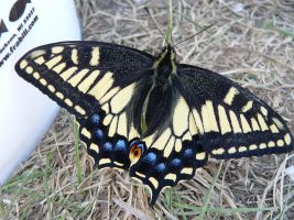 Swallowtail Butterfly (Papilionidae)
