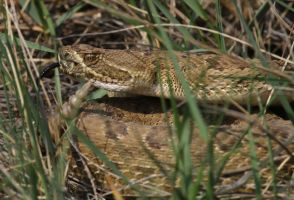 Prairie Rattlesnake (Crotalus viridis) 2