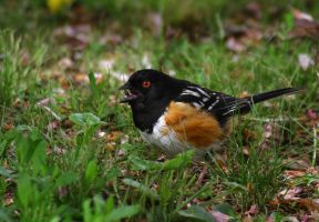 Eastern Towhee (Pipilo erythrophthalmus)