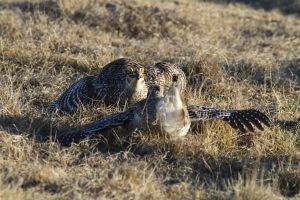 Sharp-tailed Grouse (Tympanuchus phasianellus) by Cathy Cocks