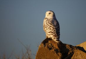 Snowy Owl (Bubo scandiacus) 2