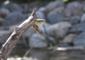 Tennessee Warbler (Leiothlypis peregrina)