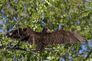 Turkey Vulture (Cathartes aura)