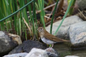 Veery (Catharus fuscescens)