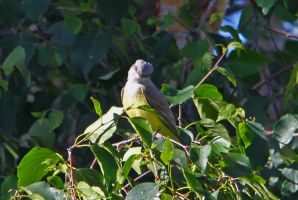 Western Kingbird (Tyrannus verticalis) 2