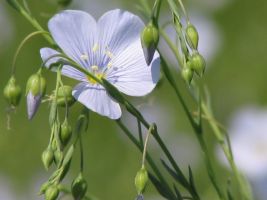 Wild Blue Flax (Linum lewisii), AKA Prairie Flax, Lewis Flax