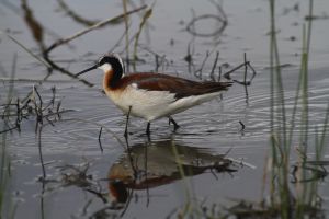Wilson's Phalarope (Phalaropus tricolor) by Barry Cocks