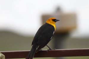 Yellow-headed Blackbird (Xanthocephalus xanthocephalus)by Barry Cocks