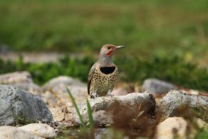 Yellow Shafted Flicker by Cathy Cocks