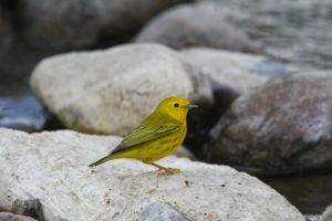 Yellow Warbler (Setophaga petechia) 2