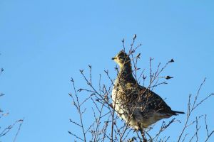 ... and a 'partridge' in a 'pear' tree, Sharp-tailed Grouse (Tympanuchus phasianellus)