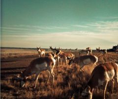 Antelope/Pronghorn (Antilocapra americana) close-up