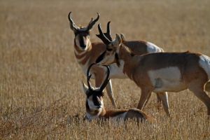 Antelope/Pronghorn (Antilocapra americana) 4
