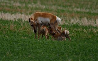Antelope triplets by Cathy Cocks, Pronghorn (Antilocapra americana)