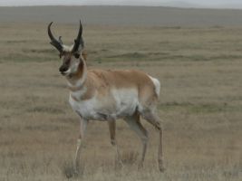 Pronghorn (Antilocapra americana) 2