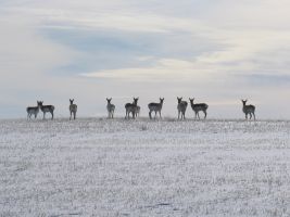 Pronghorn on snowy hill (Antilocapra americana)