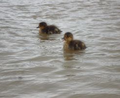 Babies (ducklings) by Dawna Martin