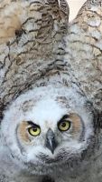 Baby owl