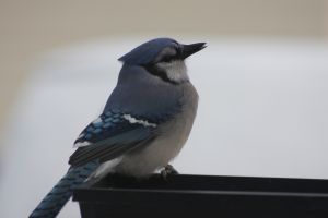 Blue Jay (Cyanocitta cristata) by Dana