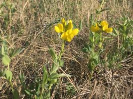 Buffalo Beans (Thermopsis rhombifolia), aka Prairie Thermopsis 2
