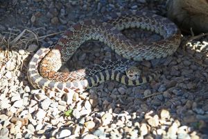 Bullsnake (Pituophis catenifer sayi)