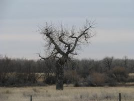 Balsam Cottonwood (Populus balsamifera) 2