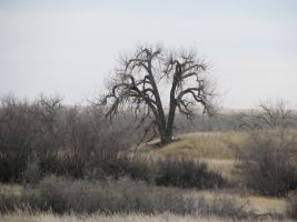 Balsam Cottonwood (Populus balsamifera) 3