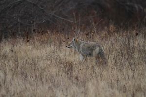 Coyote (Canis latrans) by Cathy Cocks