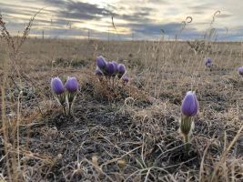 Crocuses by Carman Stopanski, Prairie Crocus (Pulsatilla nuttalliana)