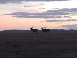 Elk (Cervus canadensis), AKA Wapiti
