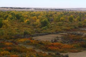 Fall colours along the Red Deer River