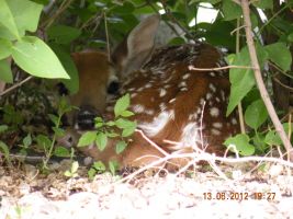 Fawn