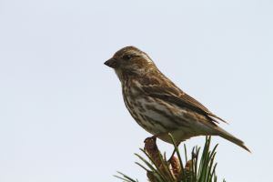 Female Purple Finch (Haemorhous purpureus)