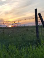 Fence Line by April