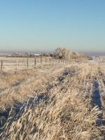 Frosty morning by Michelle Andersen