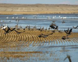 Geese by Tracy Hudson