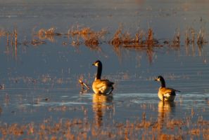 Canada Goose (Branta canadensis) 2