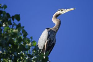 Great Blue Heron (Ardea herodias) by Barry Cocks