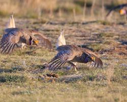 Sharp-tailed Grouse (Tympanuchus phasianellus) drumming by Kevin Schonhofer