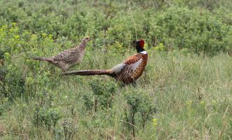 Common Pheasant hen & cock (Phasianus colchicus), AKA Ring-necked Pheasant