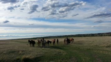 Horses