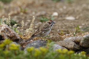 Lark Bunting (Calamospiza melanocorys) by Barry Cocks