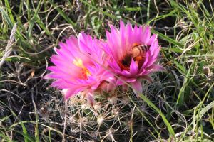 Making honey by Carmen, Bee in Ball Cactus (Coryphantha vivipara), AKA Pincushion Cactus