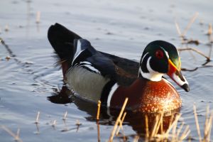 Male Wood Duck (Aix sponsa) by Barry Cocks